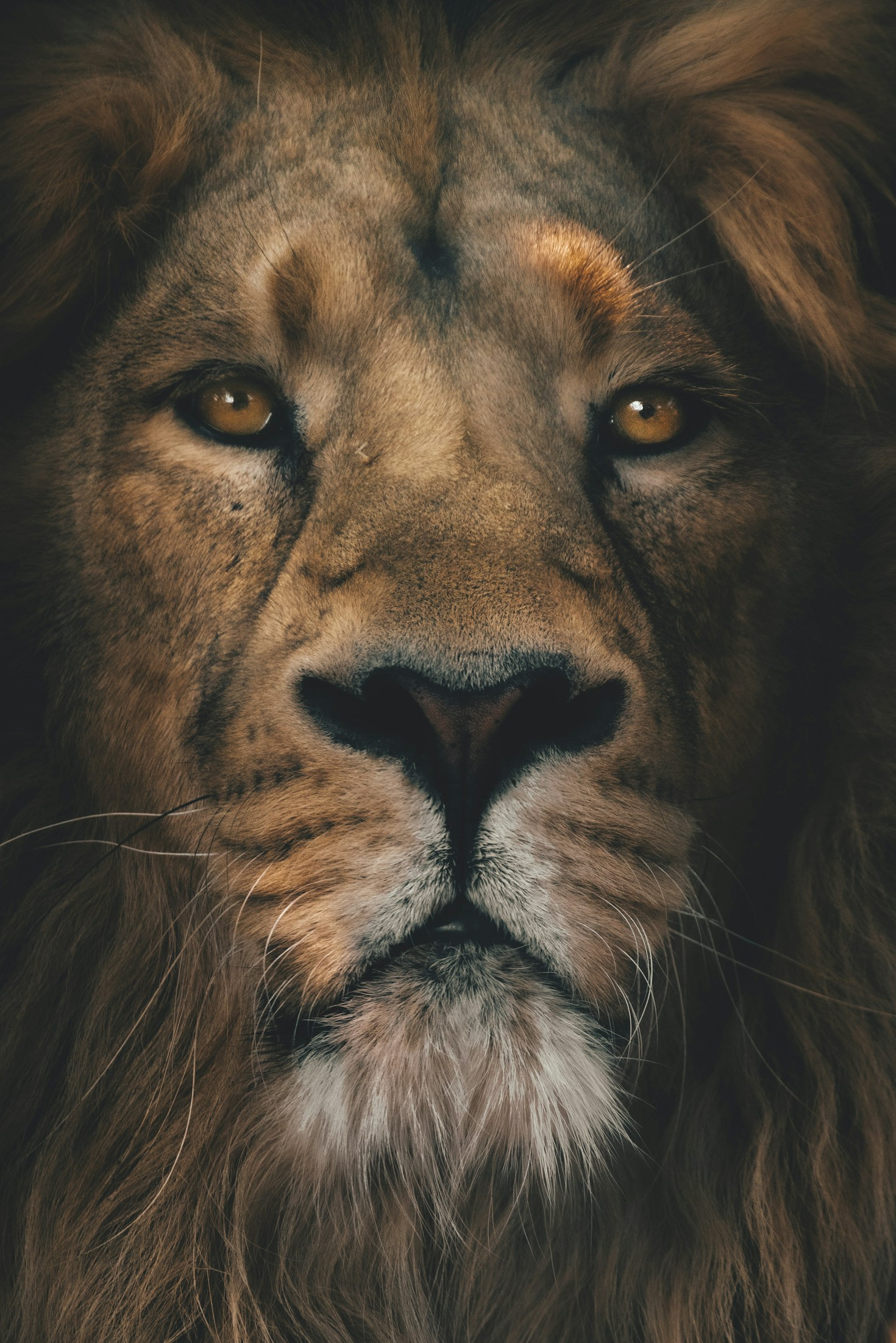 Le pouvoir transformateur de l’observation animale