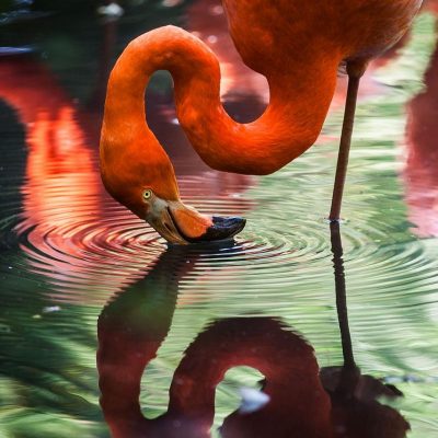 Flamant rose reflet eau