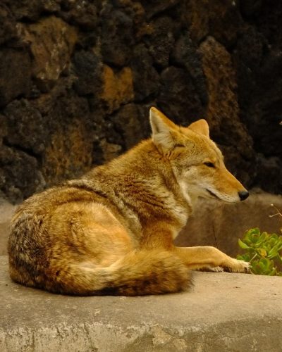 Coyote dans nature