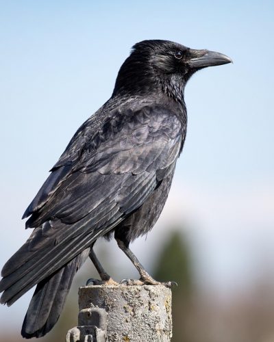 Corbeau perché