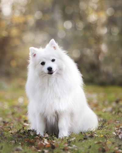 Chien blanc dans jardin