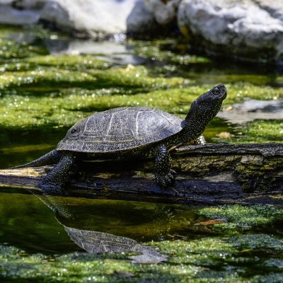 Réserve animale tortues