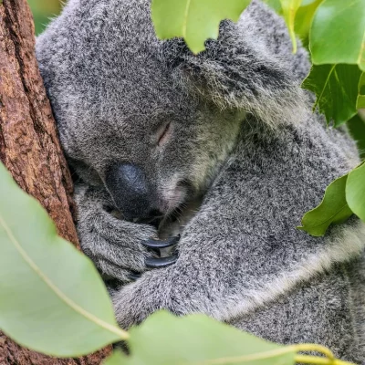 Koala dans arbre
