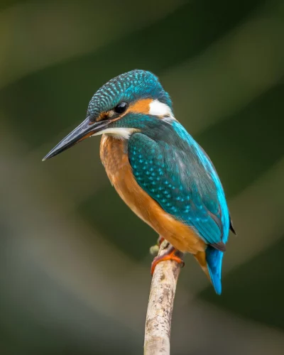 Oiseau sur une branche