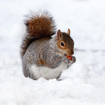 Écureuil dans neige