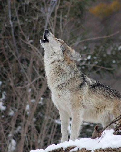 Loup qui hurle